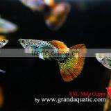 Guppy Fish XXL Size for Aquarium Fish Export thumbnail-1