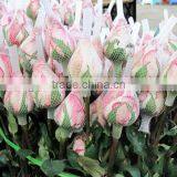 Rose Flower Protective Bud Netting thumbnail-4