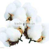 RL2 Hybrid Cotton Seed for Planting,