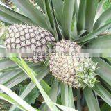 Fresh Pineapple - BEST QUALITY - HOT SELLING PRODUCT!