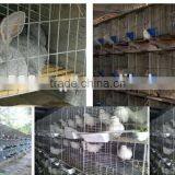 Best Price High Quality Wholesale Rabbit Hutches Cage thumbnail-1