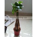 Cheap Flowering Plants Money Plant Tree for Garden Decoration thumbnail-2
