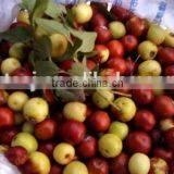 Factory Supply GMP Certified Orhanic Wildjujube Oil