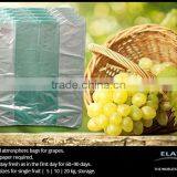 Grapes Protecting Bags thumbnail-1