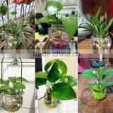 Hang Transparent Glass Vase/Other Copper Grass Plants Hang Bottle Hydroponic Flower Pot thumbnail-5