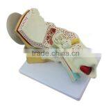 Ear Plastic Education Human Body Anatomy Model thumbnail-2