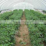 Low Cost Plastic High Tunnel Greenhouse thumbnail-4