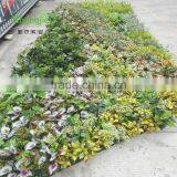 SJLJ013766 China Supplier Direct Selling Artificial Vertical Green Wall With Artificial Plant thumbnail-3