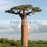 SJ2000599 High Simulation Large Outdoor Tree Artificial Baobab Arvore thumbnail-1