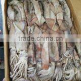 u7 and u 5 Todarodes Squid thumbnail-1