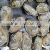 Japanese Food Supplier Frozen Delicious Fresh Whole Boiled Clam for Sale thumbnail-1
