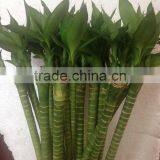 Lucky Bamboo Dracaena Sanderiana Lotus Bamboo thumbnail-2