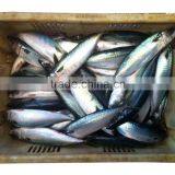 Best Quality Frozen Fish Pacific Mackerel From Shidao thumbnail-1