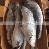 Frozen Pikeperch/seabass thumbnail-1