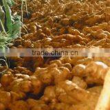 Ginger Viet Nam 2014 thumbnail-2