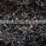 Wild Bracken thumbnail-2