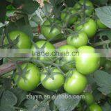 Zhongyan Hong No.2 Tomato Seed High Yield thumbnail-5