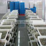 High Frozen Vacuum Packed Short Necked Clam thumbnail-5