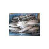 200-300gfresh Frozen Bonito Tuna thumbnail-1