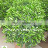 Stephanotis Floribunda (Madagascar Jasmine, Waxflower, Hawaiian Wedding Flower) thumbnail-2