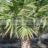 Livistona Chinensis "Chinese Fan Palm" thumbnail-1