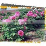 Tree Peony Plant Root Chun Hong Jiao Yan thumbnail-1