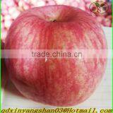China's Shandong Province, One of the Best Red Fuji Apple/fresh Apple, Exported to Europe and the United States, Southeast Asia thumbnail-4