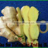 Red Burgundy Onion Price Per Ton thumbnail-6