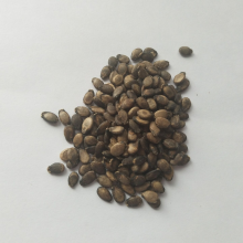 Red Flesh f1 Hybrid Watermelon Seeds thumbnail-5