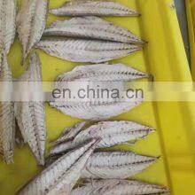 Wholesale Frozen Steamed Mackerel Fillet Block thumbnail-2