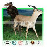 Animatronic Gazelle Model