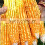 CORN YELLOW thumbnail-4