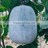Winter Melon Seeds-Wax gourd seeds for growing