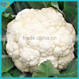 Frozen organic cauliflower IQF