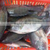 Frozen Tilapia WR thumbnail-1