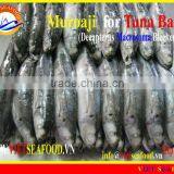 FROZEN W/R MUROAJI FOR TUNA BAIT thumbnail-4