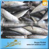 Carton or Woven Bag Packed 18 Months Shelf Life Bonito Exporting thumbnail-6