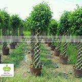 Ficus Cage High 200cm Ficus Microcarpa thumbnail-1