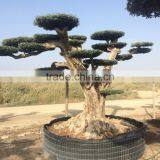 Pompon Olive Tree - Olea Europaea Pom Pon Centenary thumbnail-6