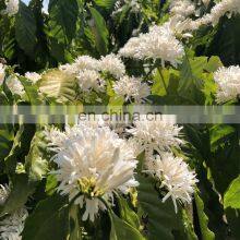 NATURAL FROM VIET NAM HONEY COFFEE FLOWER 100% NATURAL WITH GOOD PRICE thumbnail-5