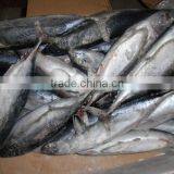 New Arrival 300-500g Bonito