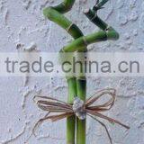 top quality lucky bamboo with lower price 25cm spiral lucky bamboo