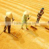 White Rice JAPONICA/LONG GRAIN/JASMIN GOOD QUALITY(/Viber/Whatsaap:+84965152844) thumbnail-2