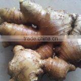 Fresh Ginger- 150g, 200g thumbnail-2