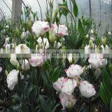High Quality Fresh Cut Flowers Eustoma From Flower Plating Base thumbnail-3