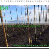 ZENT-52 PVC coated bamboo pole for agricultural