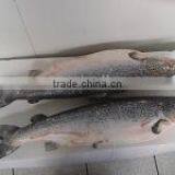 atlantic salmon