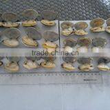New Season Frozen Vacuum Packed Cooked Short Necked Clam thumbnail-4