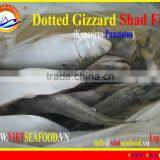 W/R FROZEN DOTTED GIZZARD SHAD FISH thumbnail-1