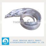 Frozen Ribbon Fish Hairtail Fish thumbnail-1